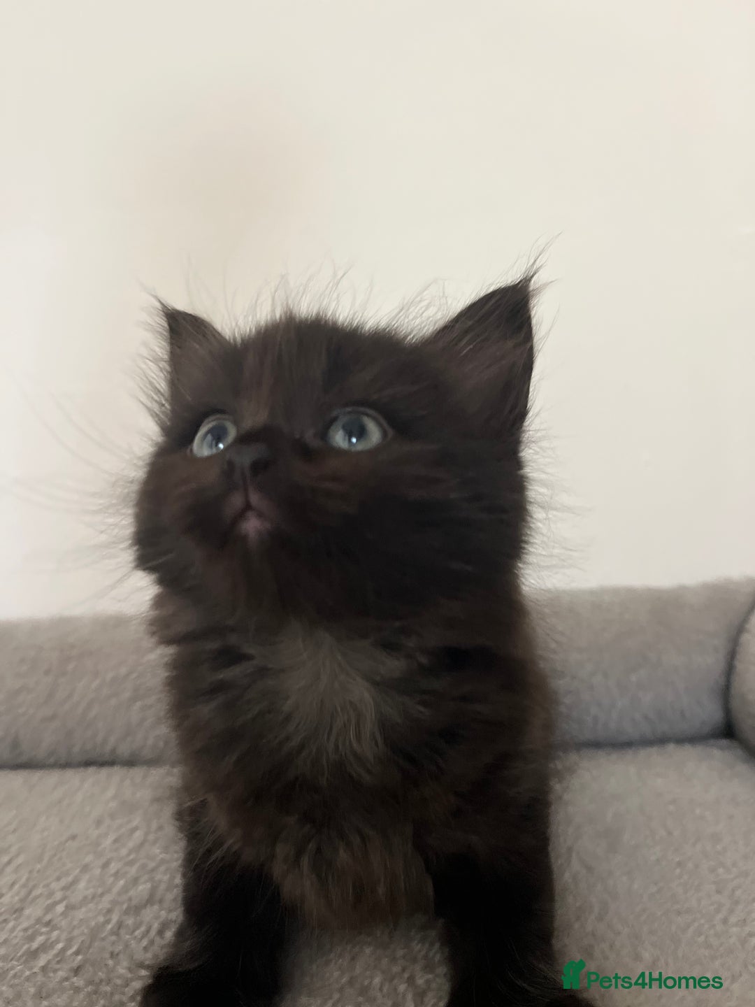 Mixed Breed cats for sale: Healthy, loved, well behaved and clean kittens - Image 11