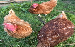 Chickens poultry for sale: Rescue hens ready to reserve! - Image 2