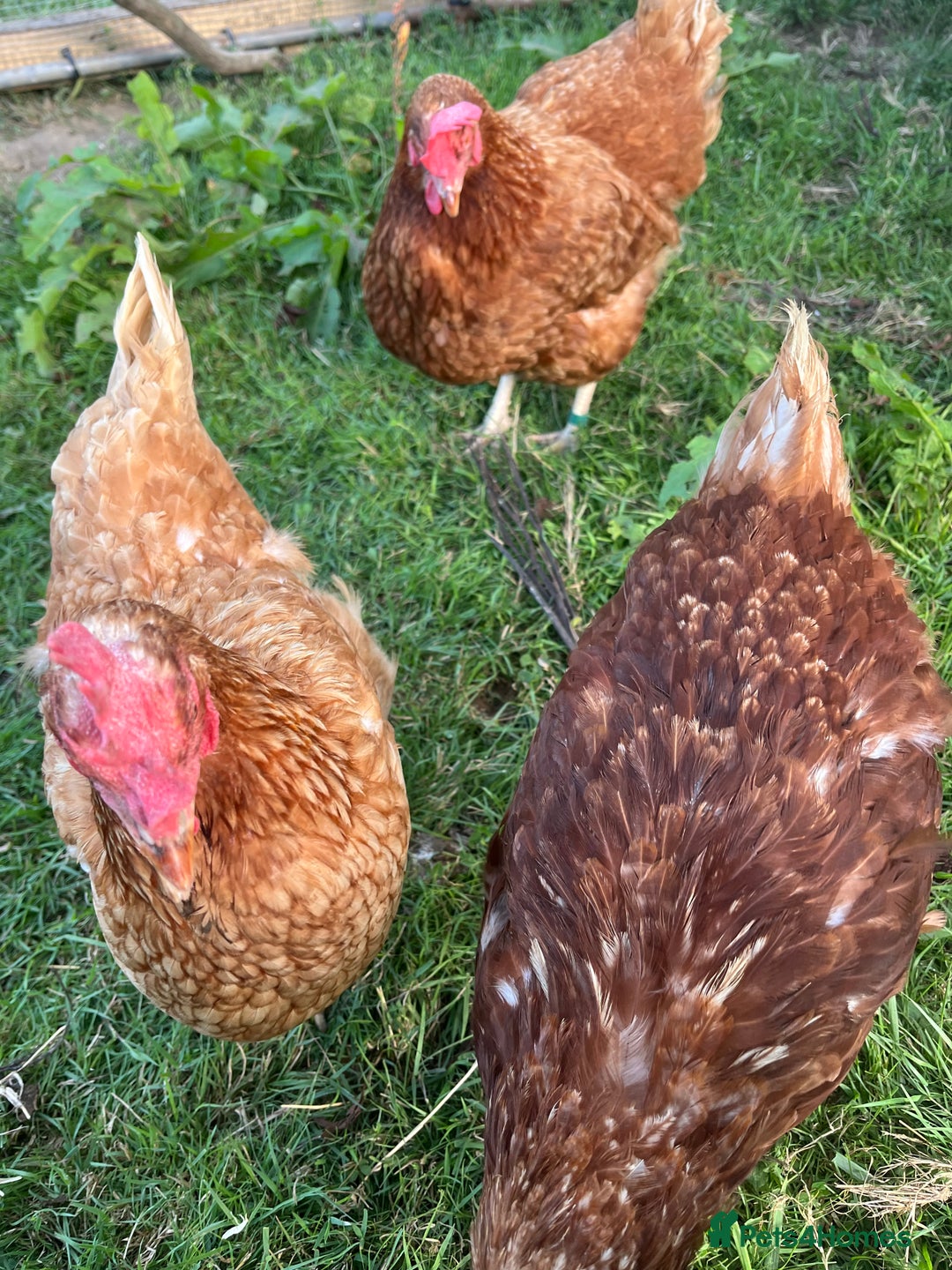 Chickens poultry for sale: Rescue hens ready to reserve! - Image 2