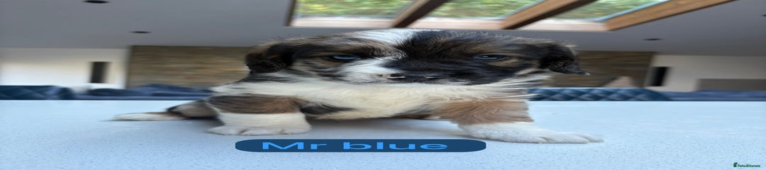 Mr Blue 