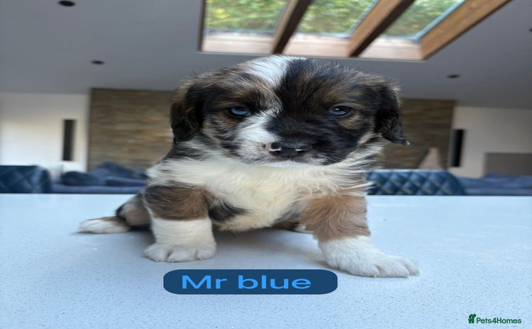 Mixed Breed dogs - Advert 2