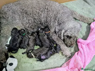 Spanish Water Dog dogs for sale: Spanish water dog - Advert 1