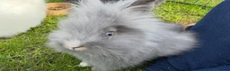 Lionhead rabbits for sale: Gorgeous purebred double-mane lionhead rabbits - Advert 20