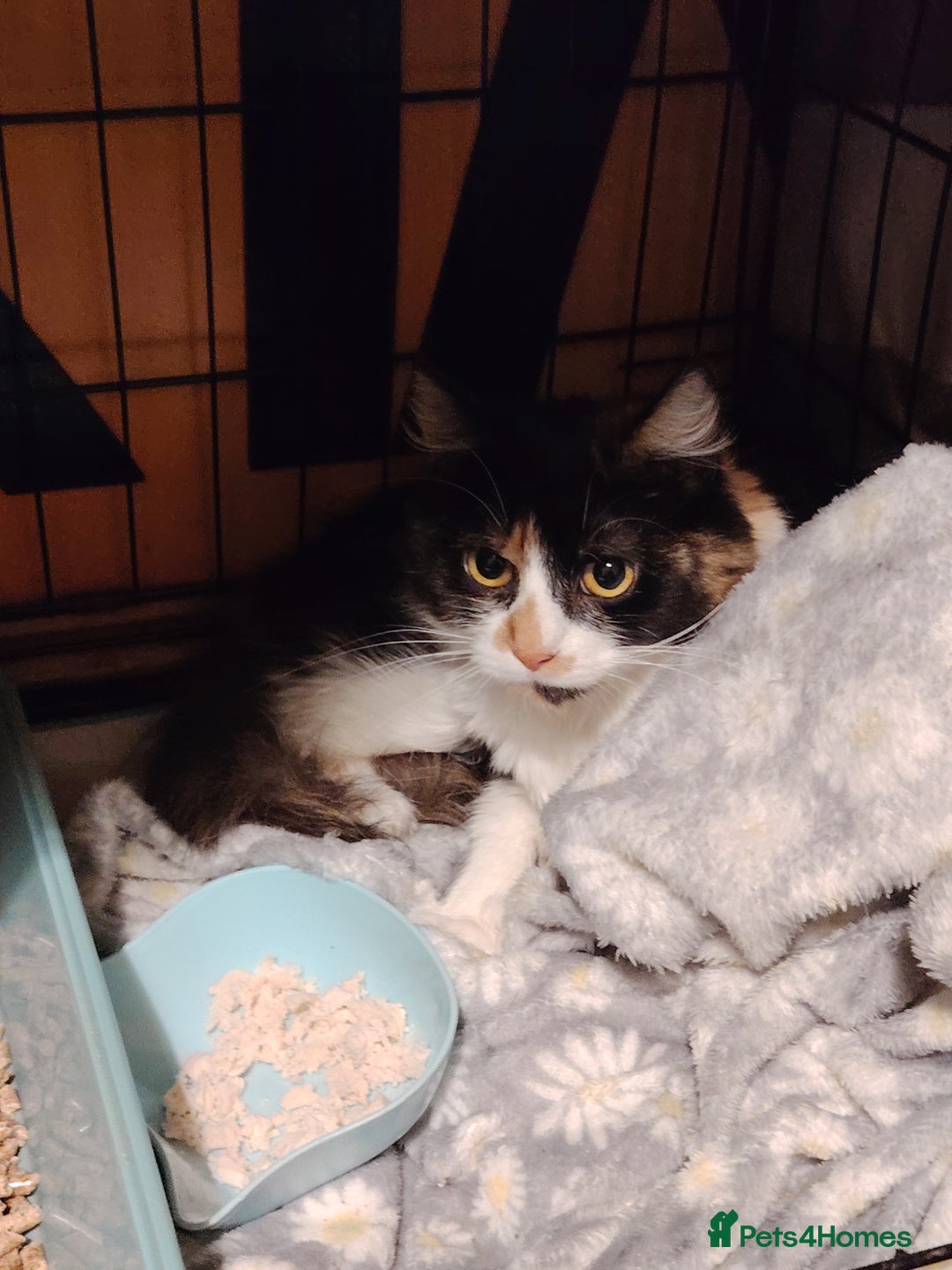 British Longhair cats for sale: Adult female cat  - Advert 4