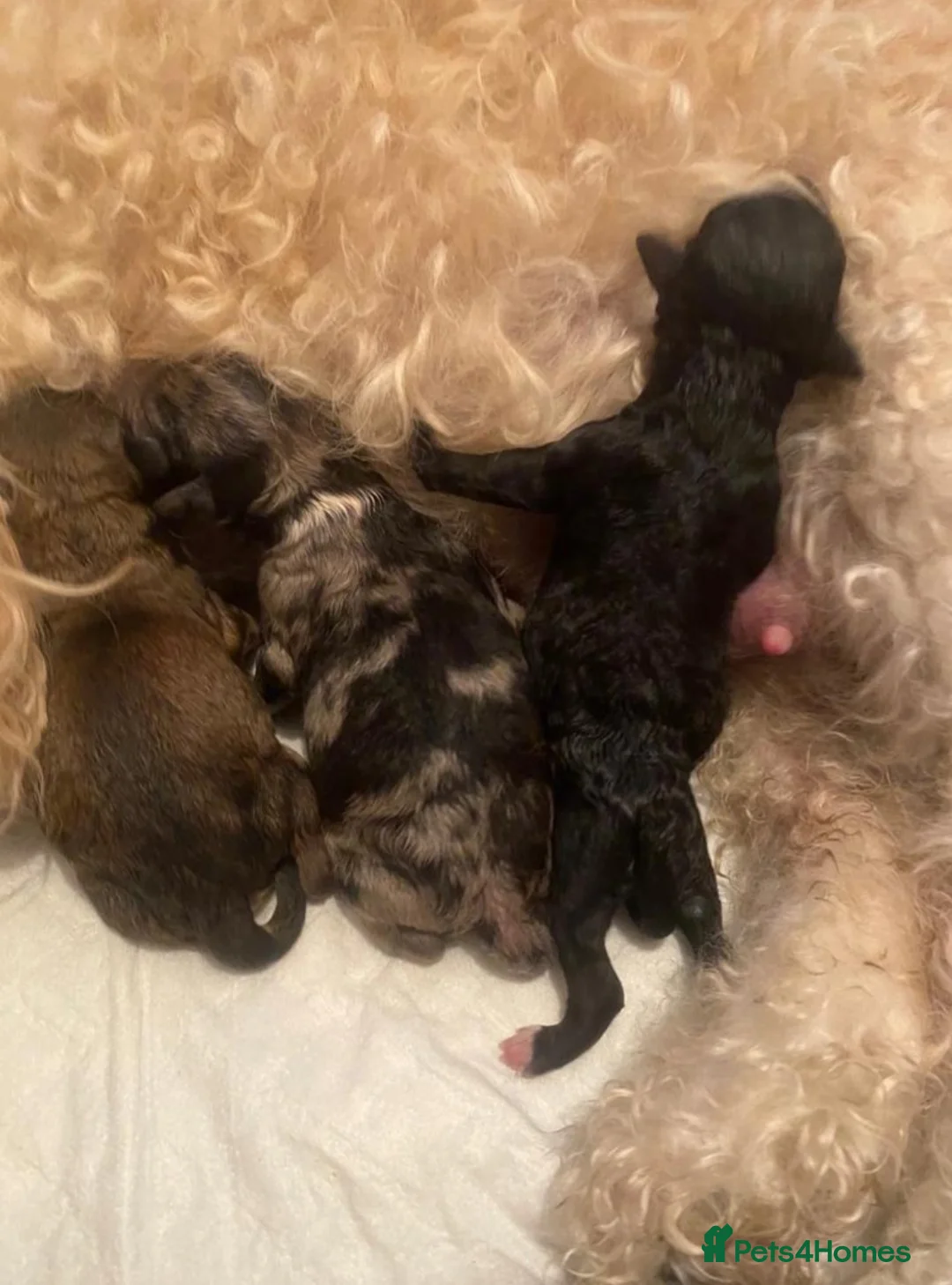 Miniature Poodle dogs for stud: DWKC  merle miniature poodle. Fully health tested  in Walsall - Advert 6