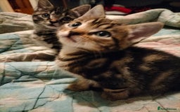 Mixed Breed cats for sale: 3 Beautiful Tabby fluffy Kittens - Image 1