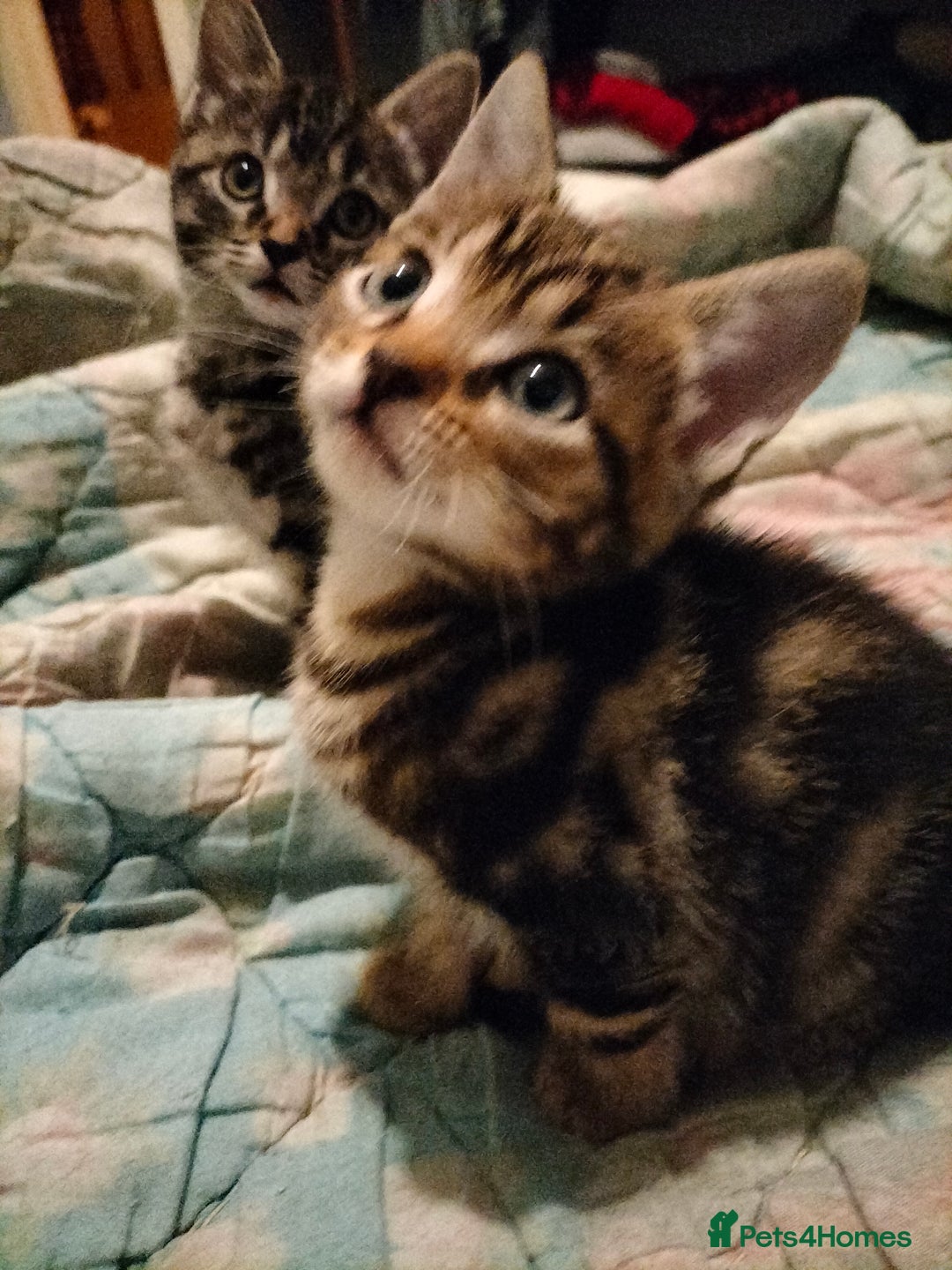 Mixed Breed cats for sale: 3 Beautiful Tabby fluffy Kittens - Image 1