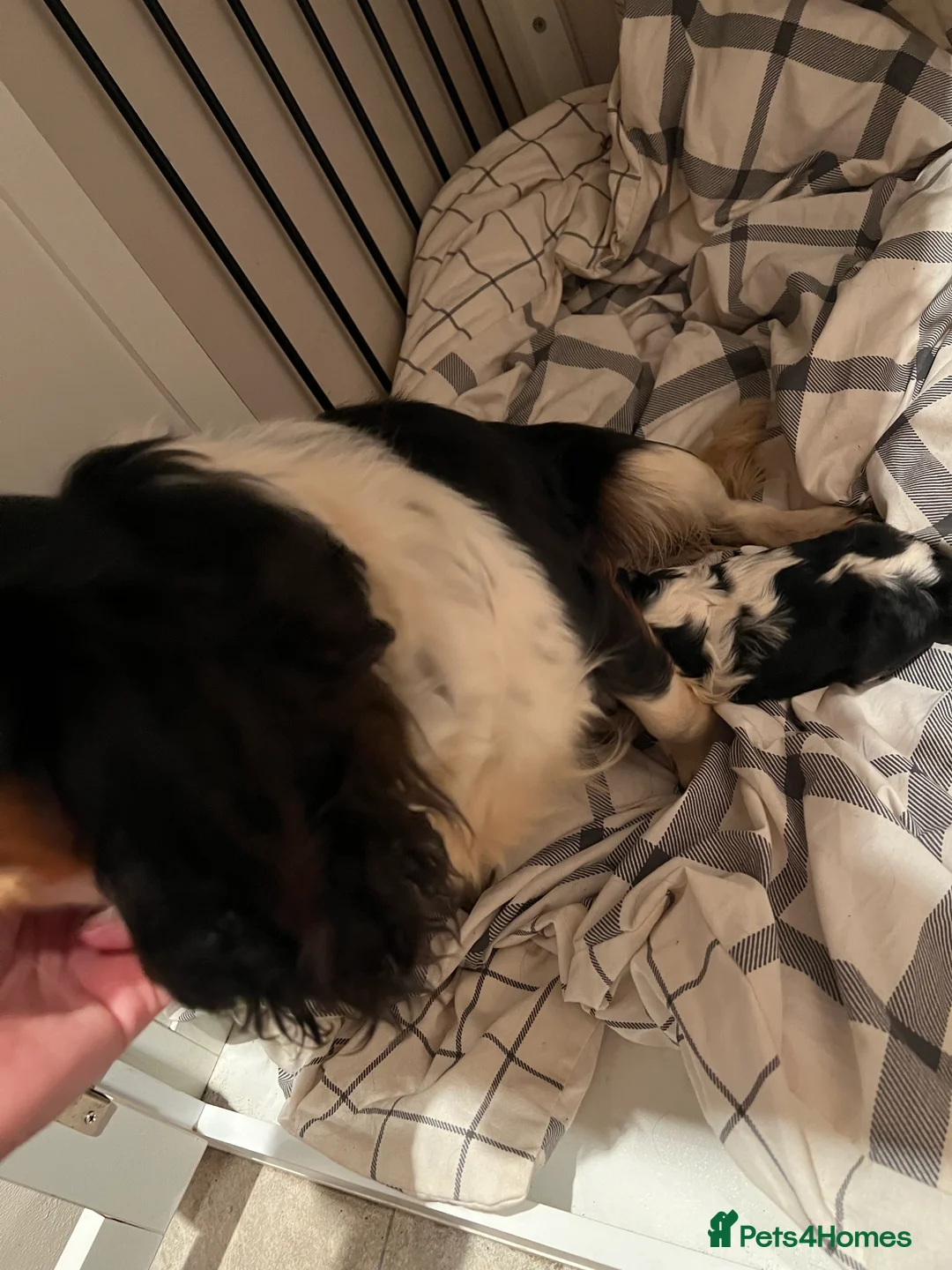 Cavalier King Charles Spaniel dogs for sale: cavalier King Charles spaniel puppy  - Advert 2