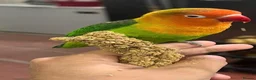 Cockatiels birds for sale: Semi tamed lovebird pair  - Advert 1