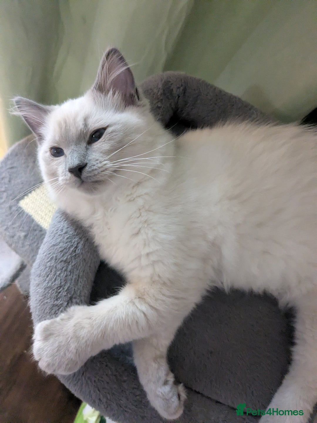 Ragdoll cats for sale: 💛*GCCF Registered *💛Pedigree Ragdoll kittens - Image 8