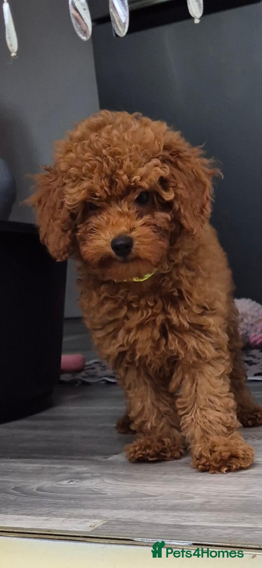 Toy Poodle dogs KC mini toy poodles 1 girl left - Advert 12