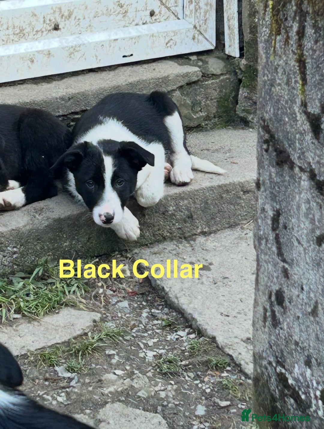 Border Collie dogs for sale: Gorgeous Border Collie pups - Image 17