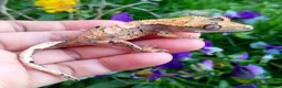 Gecko reptiles for sale: Various Crested Geckos for sale, £50 each - Advert 1