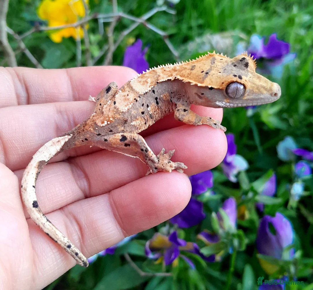 Gecko reptiles for sale: Various Crested Geckos for sale, £50 each - Advert 1