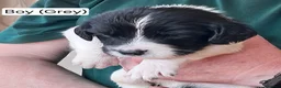 English Springer Spaniel dogs for sale: English Springer Spaniel Puppies - Advert 10