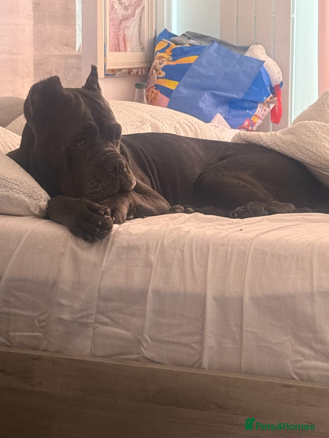 Cane Corso dogs for stud: Genuine Cane Corso Top Quality - Advert 15