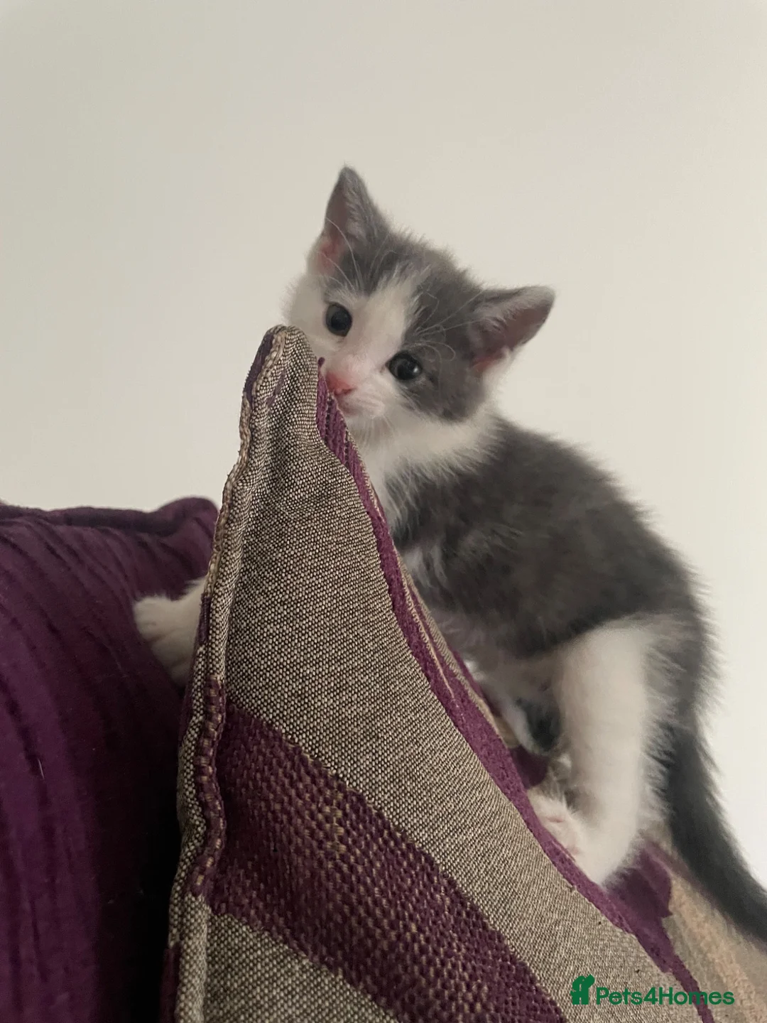 Mixed Breed cats for sale: Beautiful kitten  - Advert 2
