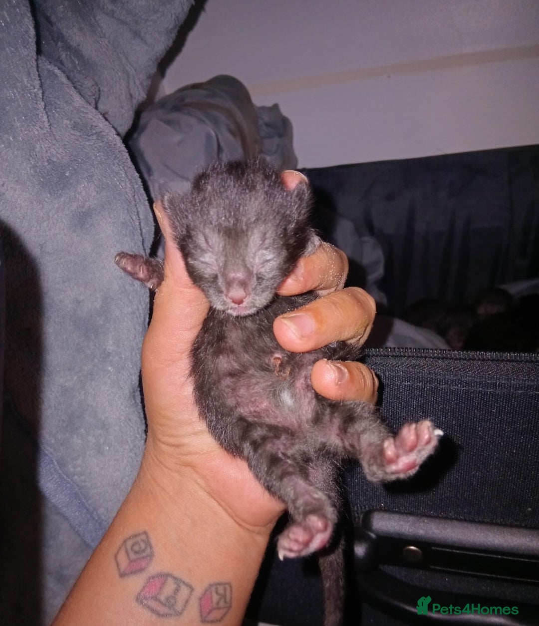 British Shorthair cats for sale: Blue Russian Mix  - Image 12