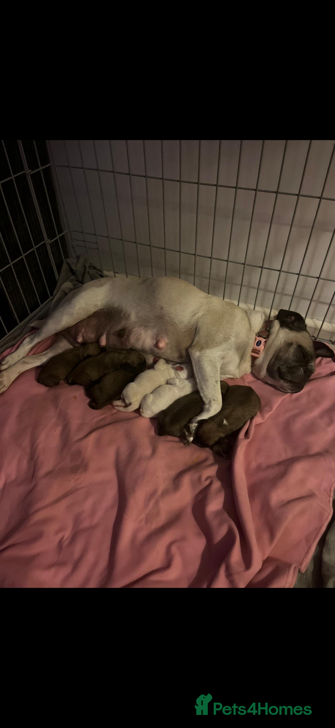 Frug dogs for sale: 3/4 frenchie 1/4 pug pups for sale  - Image 9