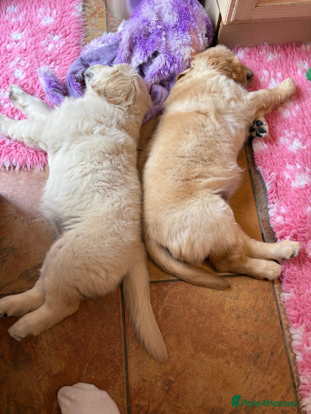 Golden Retriever dogs for sale: Cream beautiful golden retriever  - Image 6