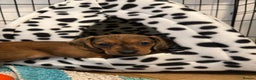 Miniature Dachshund dogs for sale: Kc true miniature dachshunds puppies - Advert 5