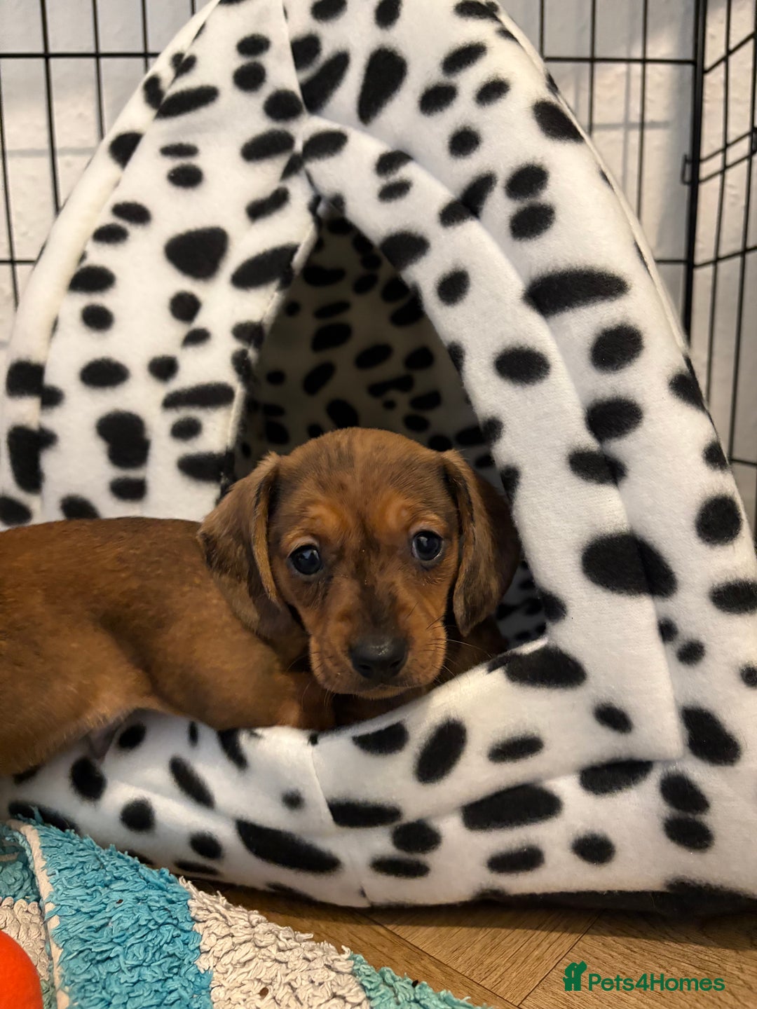 Miniature Dachshund dogs for sale: Kc true miniature dachshunds puppies - Advert 5