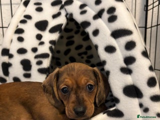 Miniature Dachshund dogs Kc true miniature dachshunds puppies - Advert 4