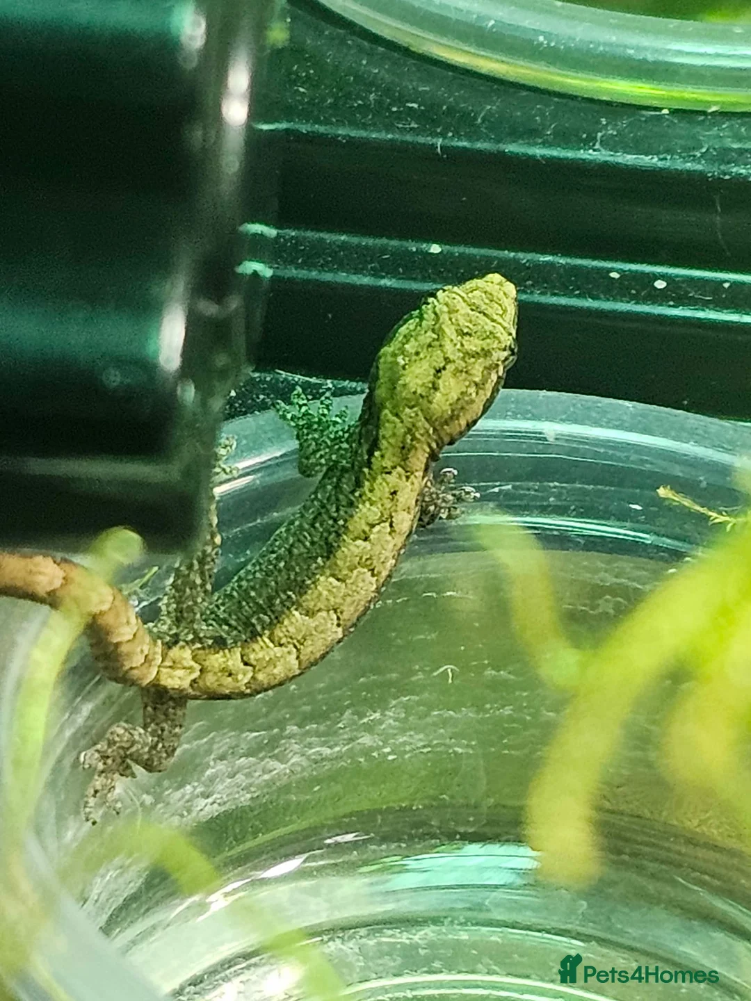 Gecko reptiles for sale: Mourning Geckos and Tank inc stand for sale!  in Ellesmere Port - Advert 1