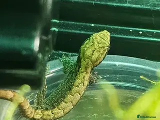 Gecko reptiles Mourning Geckos and Tank inc stand for sale! - Advert 1