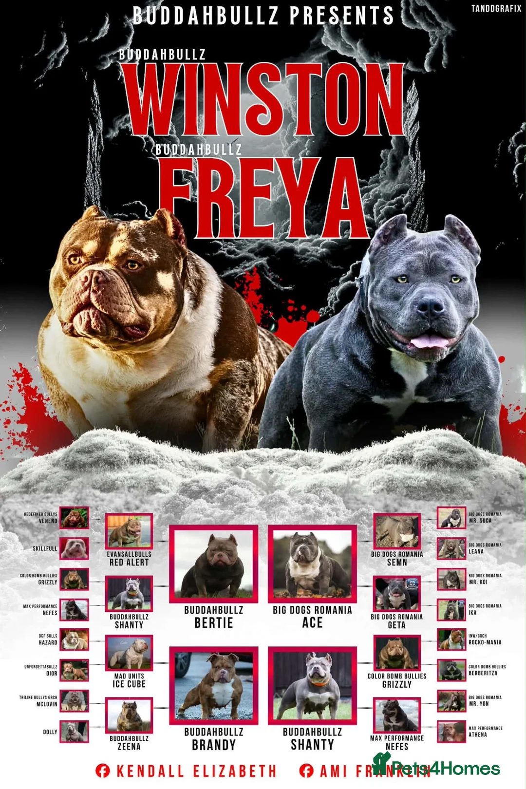 American Bully dogs for sale: 9 beautiful pocket bullies, ABKC registered  - Advert 1