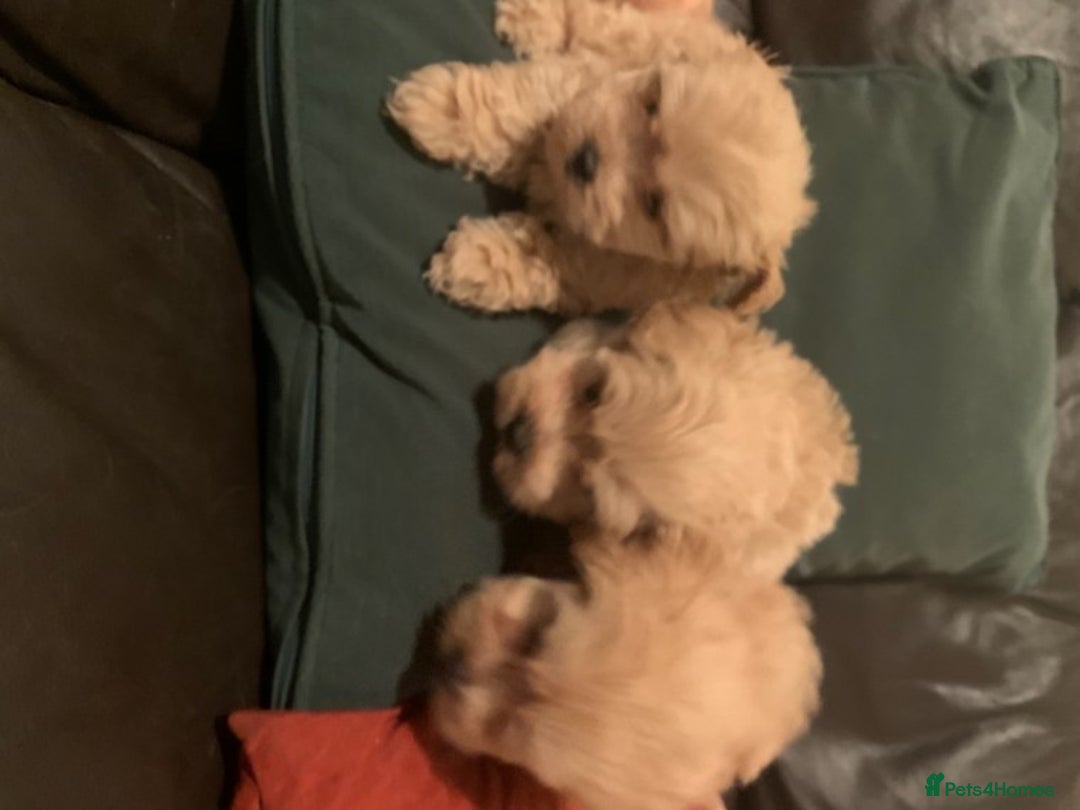 Toy Poodle dogs for stud: Extensively DNA Health Tested Deep Red Toy Poodle in Mansfield - Advert 6