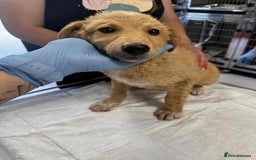 Mixed Breed dogs for adoption: Fanta for adoption - Image 5