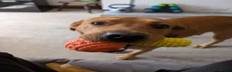 Labrador Retriever dogs for sale: Male Fox Red Labrador 1yr 3m - Advert 4