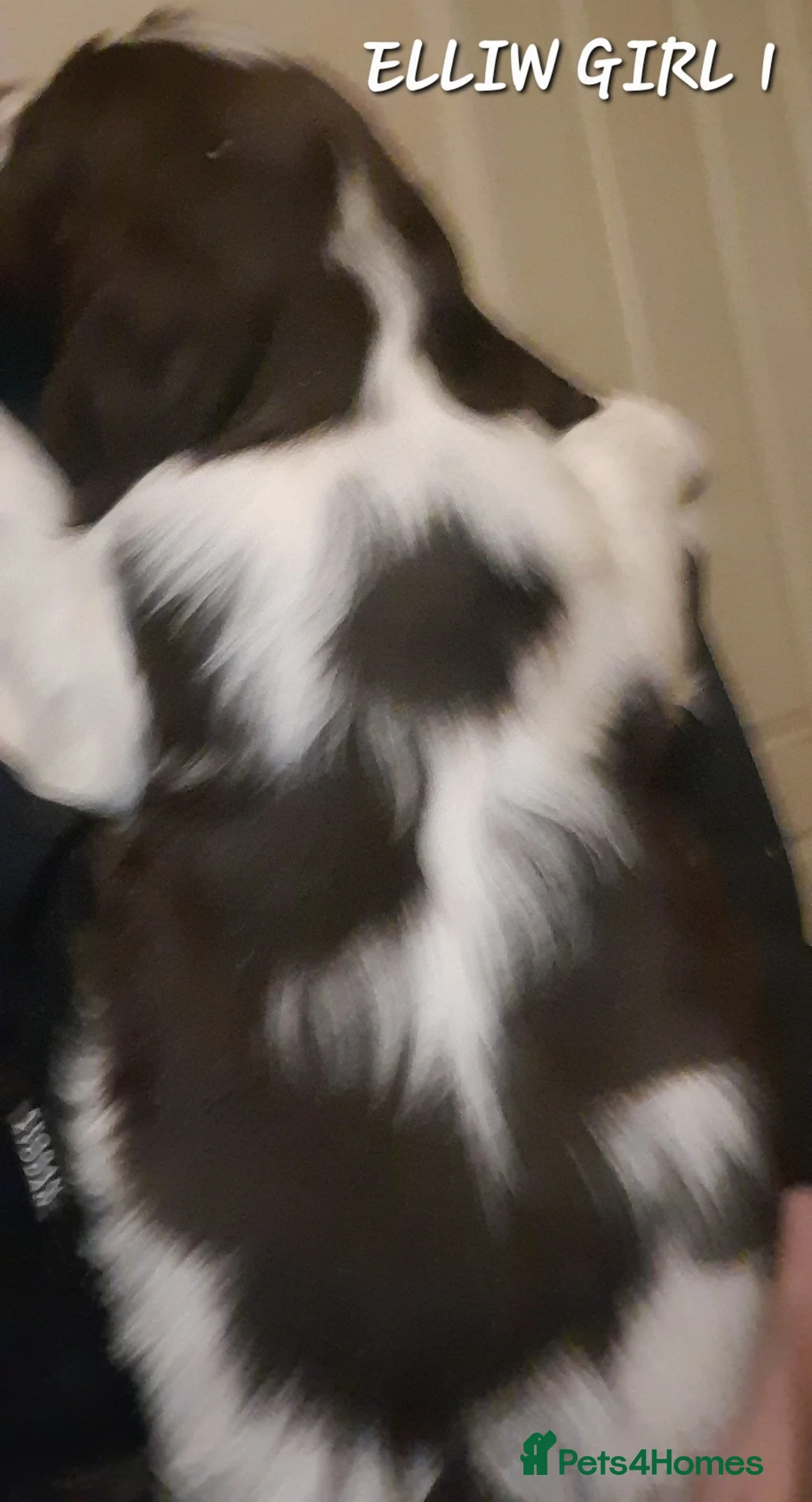 Sprocker dogs for sale: Beautiful Sprocker Litter - Advert 17