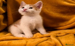 Mixed Breed cats for sale: 4 boys and 2 girls Family-Raised, Well-Socialised  - Image 27