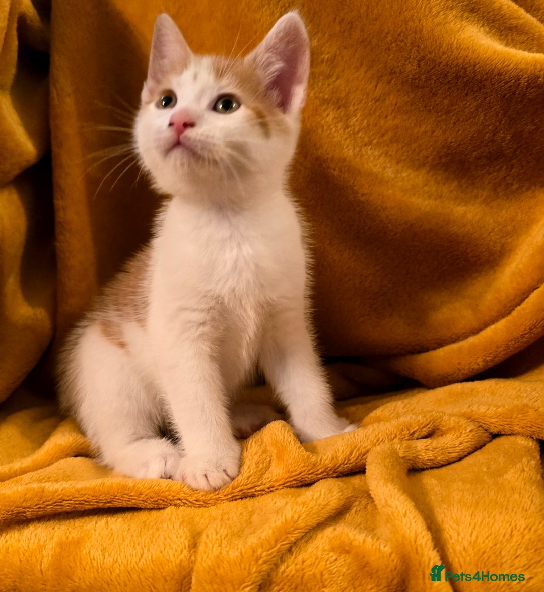 Mixed Breed cats for sale: 4 boys and 2 girls Family-Raised, Well-Socialised  - Image 27