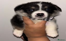 Welsh Corgi Pembroke dogs for sale: Welsh Pembroke corgis  - Image 9