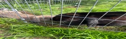 Mixed Breed rabbits for sale: Mixed lop in Gloucester - Advert 2