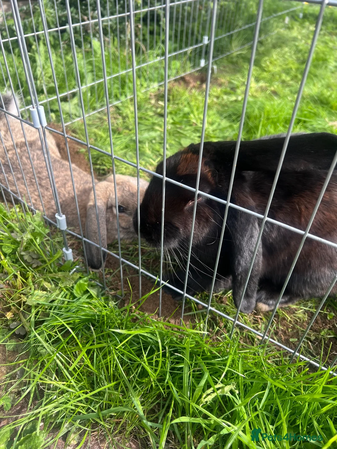 Mixed Breed rabbits for sale: Mixed lop in Gloucester - Advert 2