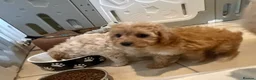 Cavapoochon dogs for sale: Toy Cavapoo-chon Puppies (TOY CAVAPOOCHON) - Advert 9