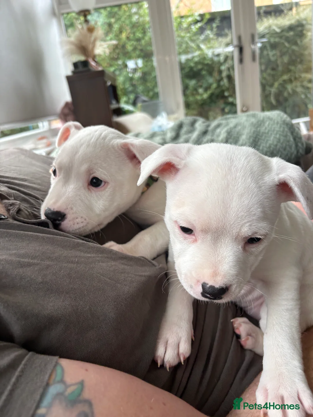 Staffordshire Bull Terrier dogs for sale: Staffordshire bull terrier girl - Advert 5