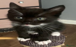 British Shorthair cats for sale: male British short haired black and white kittens  - Image 4