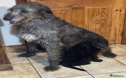 Mixed Breed dogs for sale: Ready now - F1 Irish Wolfadoodle - Advert 11