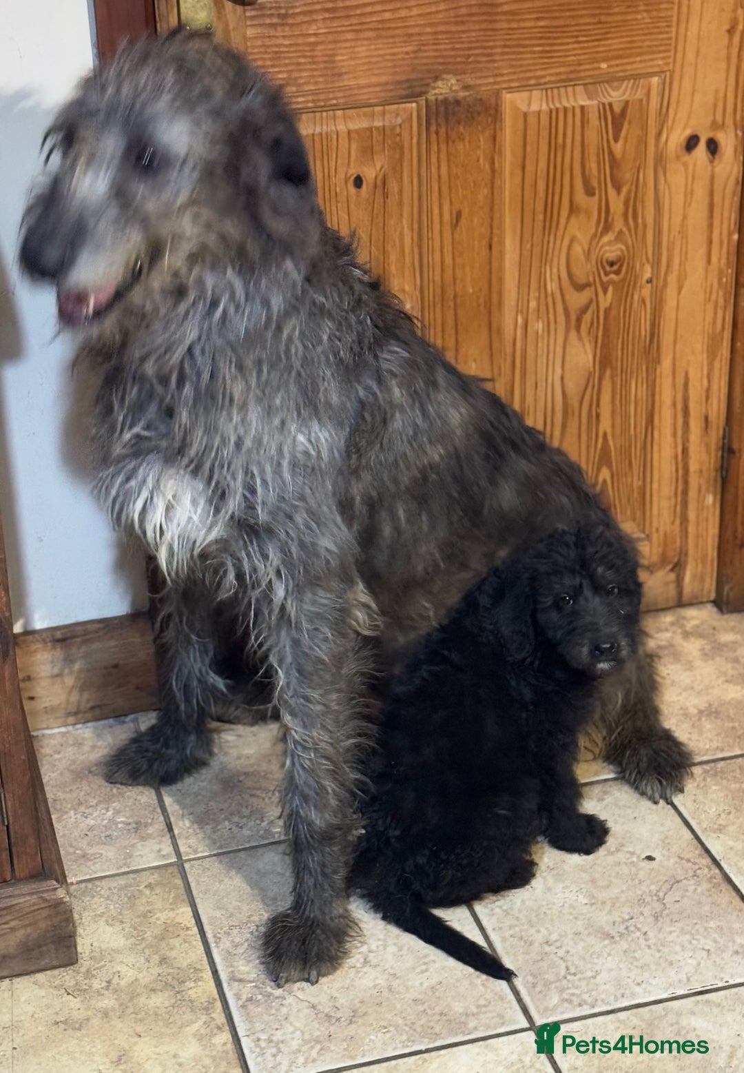 Mixed Breed dogs for sale: Ready now - F1 Irish Wolfadoodle - Advert 11