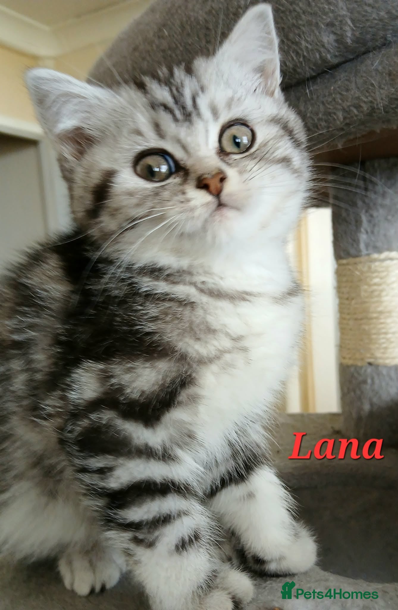 British Shorthair cats Bsh .Silver Classic Tabby. GCCF. - Advert 1