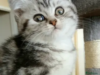 British Shorthair cats Bsh .Silver Classic Tabby. GCCF. - Advert 1