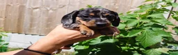 Dachshund dogs for sale: Dapple Dachshund in Hyde - Advert 8