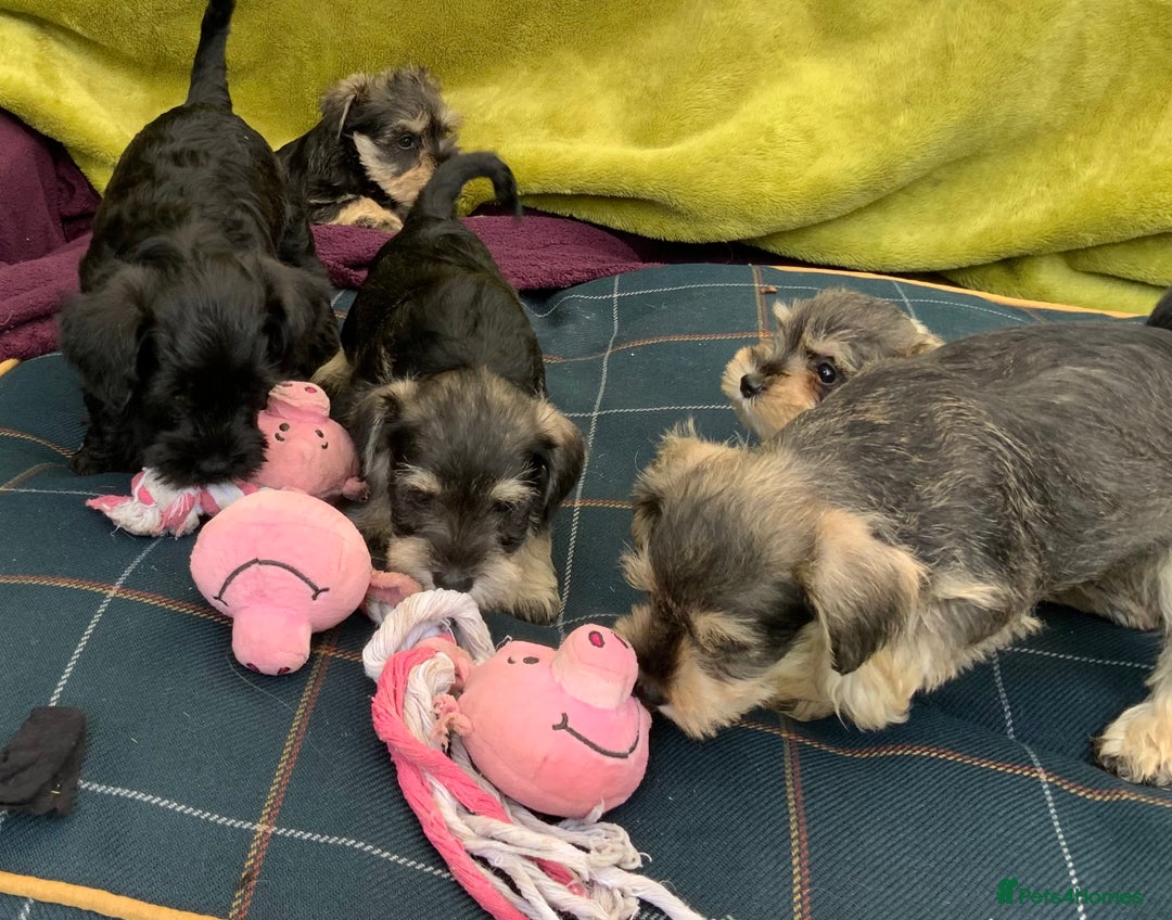 Miniature Schnauzer dogs for sale: Happy healthy miniature Schauzer puppies - Image 15