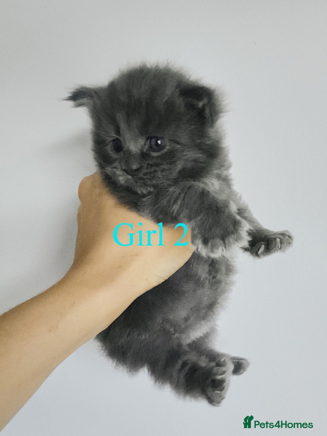 Maine Coon cats for sale: Blue Maine coon kittens - DNA health tested - Image 2