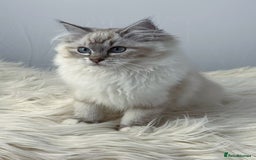 Ragdoll cats for sale: Playful Pedigree Ragdoll Kittens Available - Image 6